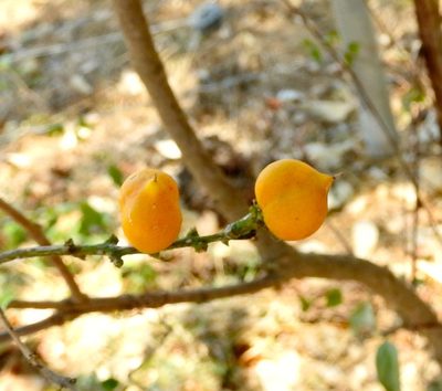 Bunchosia palmeri, photographed by Francisco Farriols Sarabia