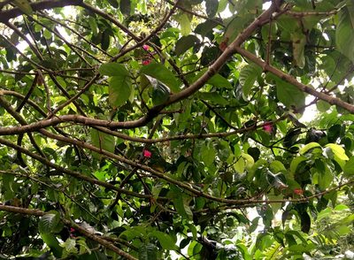 Syzygium malaccense, photographed by Yj
