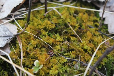 Thuidium recognitum, photographed by Quinten Wiegersma
