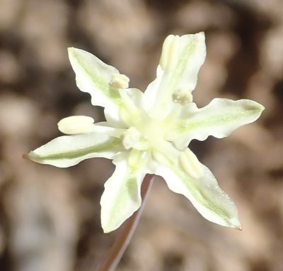 Strumaria gemmata, photographed by Nicola van Berkel