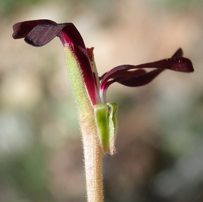 Pelargonium sidoides, photographed by Nicola van Berkel