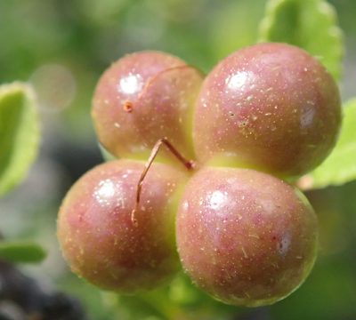 Grewia robusta, photographed by Nicola van Berkel
