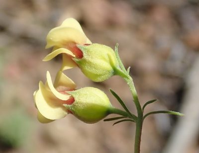 Hermannia gracilis, photographed by Nicola van Berkel