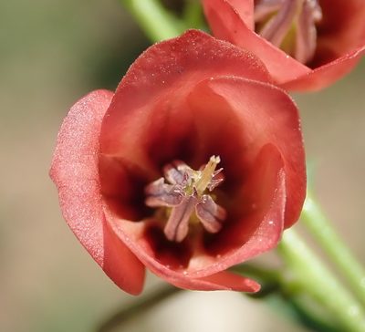 Hermannia linearifolia, photographed by Nicola van Berkel