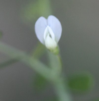 Vicia hassei, photographed by Scott Loarie
