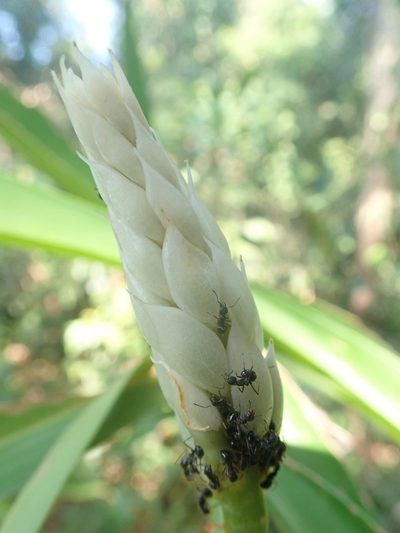 Alpinia oxymitra, photographed by Nolan Exe