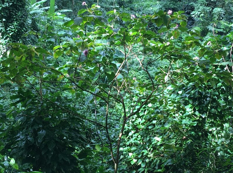 Clerodendrum macrostegium, photographed by Yj