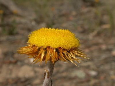 Coronidium oxylepis, photographed by Donald Hobern