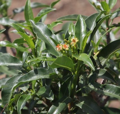 Jatropha capensis, photographed by Tony Rebelo