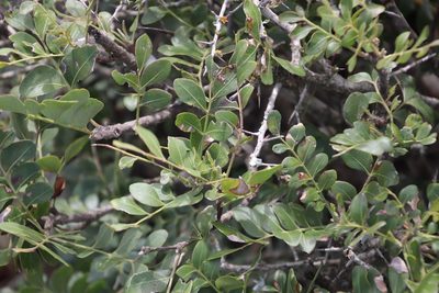 Ptaeroxylon obliquum, photographed by Tony Rebelo