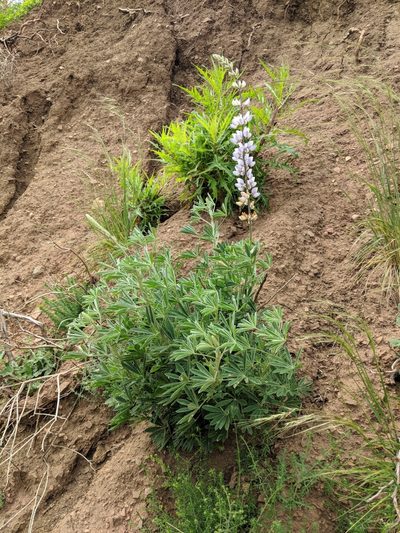 Lupinus longifolius, photographed by Zack Abbey