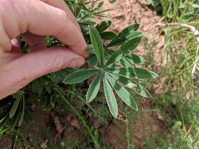 Lupinus longifolius, photographed by Zack Abbey