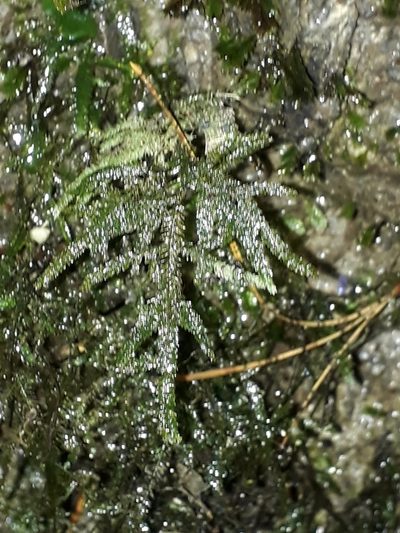 Austrothamnium pandum, photographed by Leon Perrie
