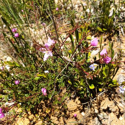 Boronia microphylla, photographed by Shelomi Doyle