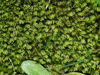 Fissidens asplenioides, photographed by Leon Perrie
