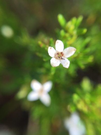 Arcytophyllum thymifolium, photographed by Diego F. Cisneros-Heredia