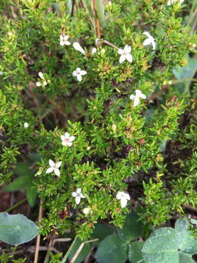 Arcytophyllum thymifolium, photographed by Diego F. Cisneros-Heredia