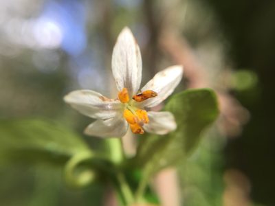 Solanum brevifolium, photographed by Diego F. Cisneros-Heredia