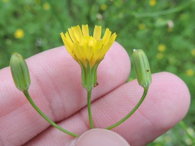 Crepis pulchra, photographed by Sam Kieschnick