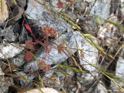 Chorizanthe breweri, photographed by paulexcoff