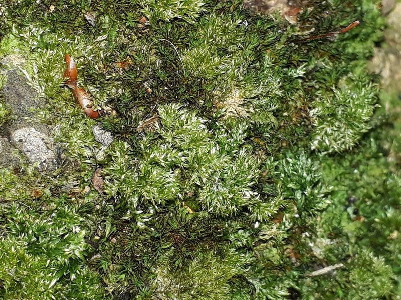Camptochaete angustata, photographed by Leon Perrie