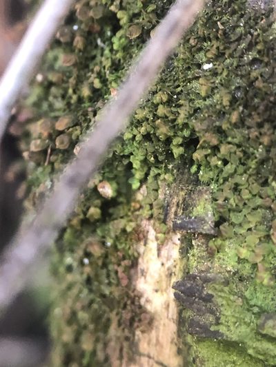 Frullania catalinae, photographed by paulexcoff