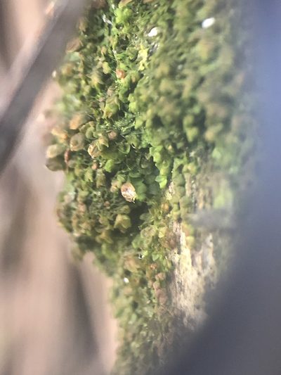 Frullania catalinae, photographed by paulexcoff