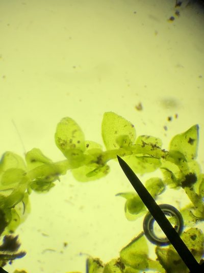 Frullania catalinae, photographed by paulexcoff