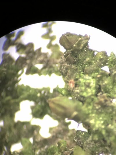 Frullania catalinae, photographed by paulexcoff