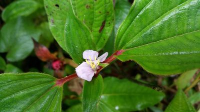 Tristemma mauritianum, photographed by Stuart Cable