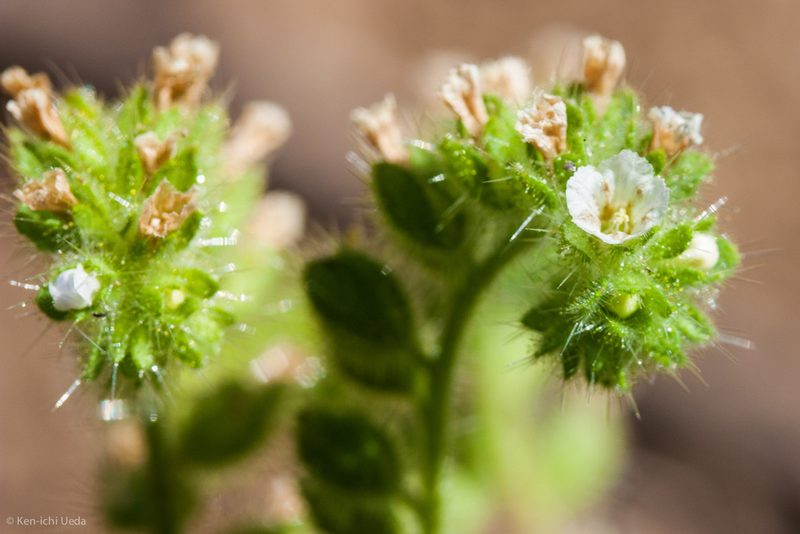Phacelia rattanii, photographed by Ken-ichi Ueda