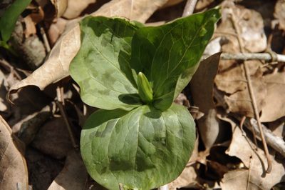 Trillium viridescens, photographed by Eric Knight