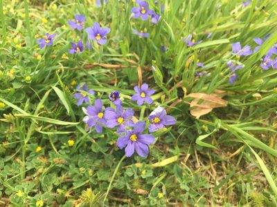 Sisyrinchium ensigerum, photographed by Reid Hardin