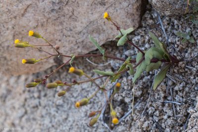 Senecio mohavensis, photographed by Ken-ichi Ueda