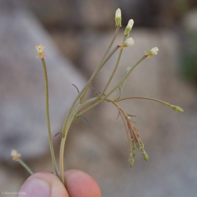 Eremothera chamaenerioides, photographed by Ken-ichi Ueda