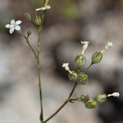 Gilia stellata, photographed by Ken-ichi Ueda