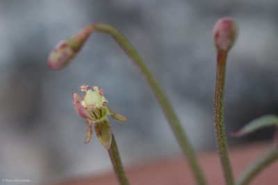 Eremothera chamaenerioides, photographed by Ken-ichi Ueda