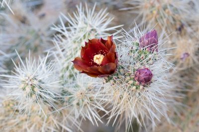 Cylindropuntia chuckwallensis, photographed by Ken-ichi Ueda