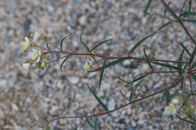 Eremothera refracta, photographed by Ken-ichi Ueda
