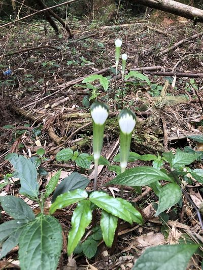 Arisaema penicillatum, photographed by Cheng-Tao Lin
