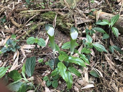 Arisaema penicillatum, photographed by Cheng-Tao Lin