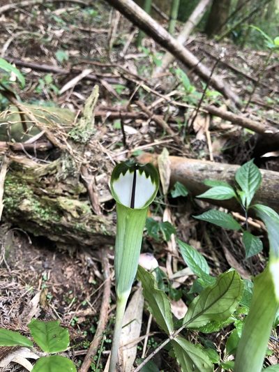 Arisaema penicillatum, photographed by Cheng-Tao Lin