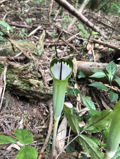 Arisaema penicillatum, photographed by Cheng-Tao Lin