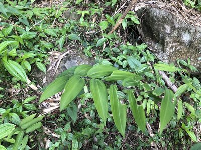 Polygonatum arisanense, photographed by Cheng-Tao Lin
