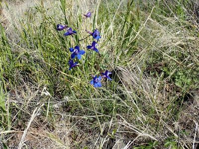 Delphinium scaposum, photographed by John Brew