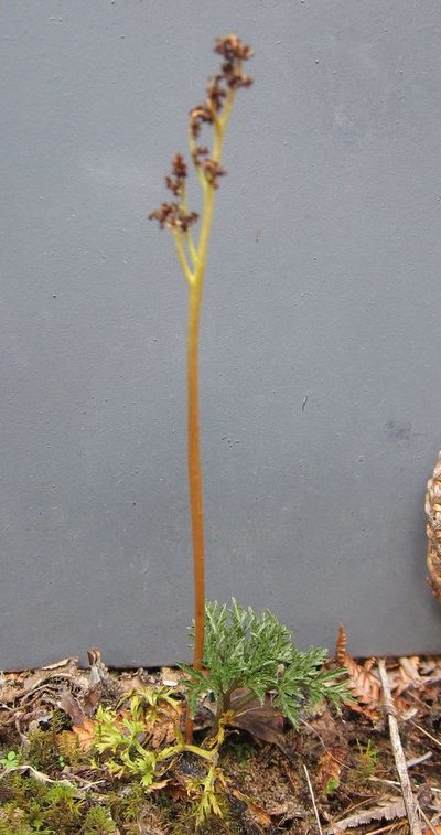 Sceptridium australe, photographed by John Steel