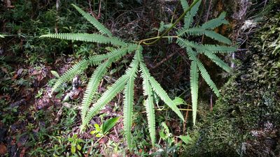 Sticherus flagellaris, photographed by Stuart Cable
