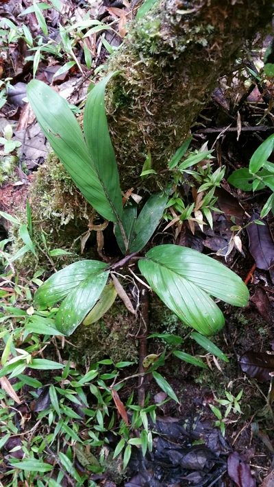 Dypsis catatiana, photographed by Stuart Cable