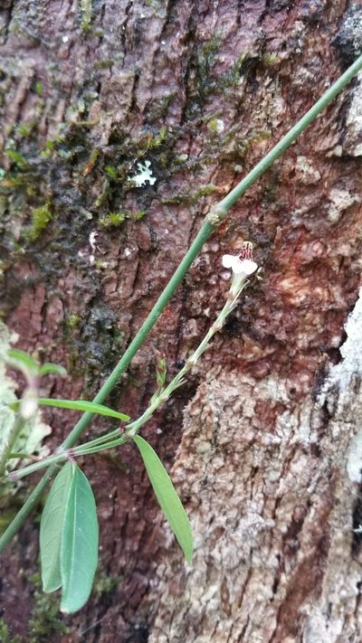 Hypoestes brachiata, photographed by Stuart Cable