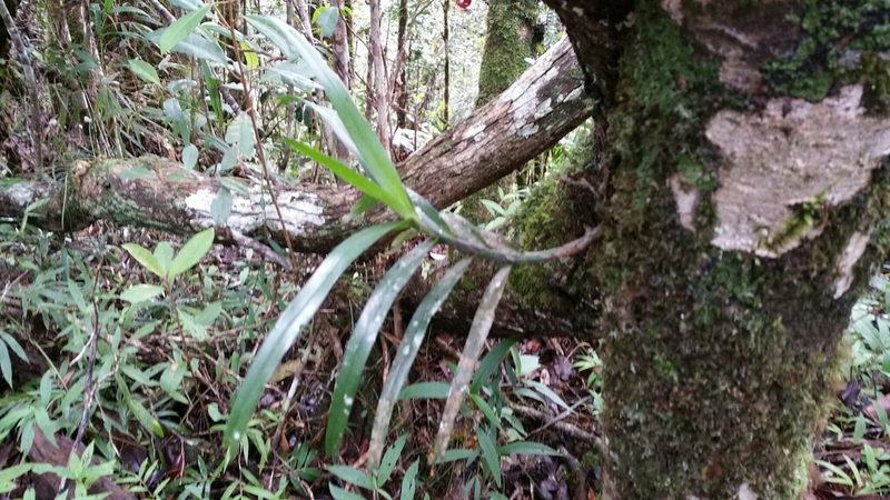 Angraecum viguieri, photographed by Stuart Cable